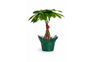 Pachira (Money Tree) - 4" with Cover